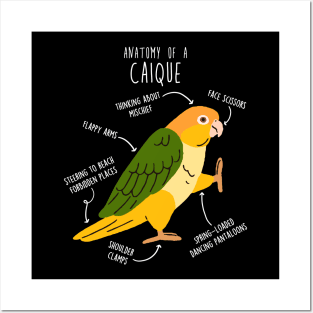 White-bellied Caique Parrot Anatomy Posters and Art